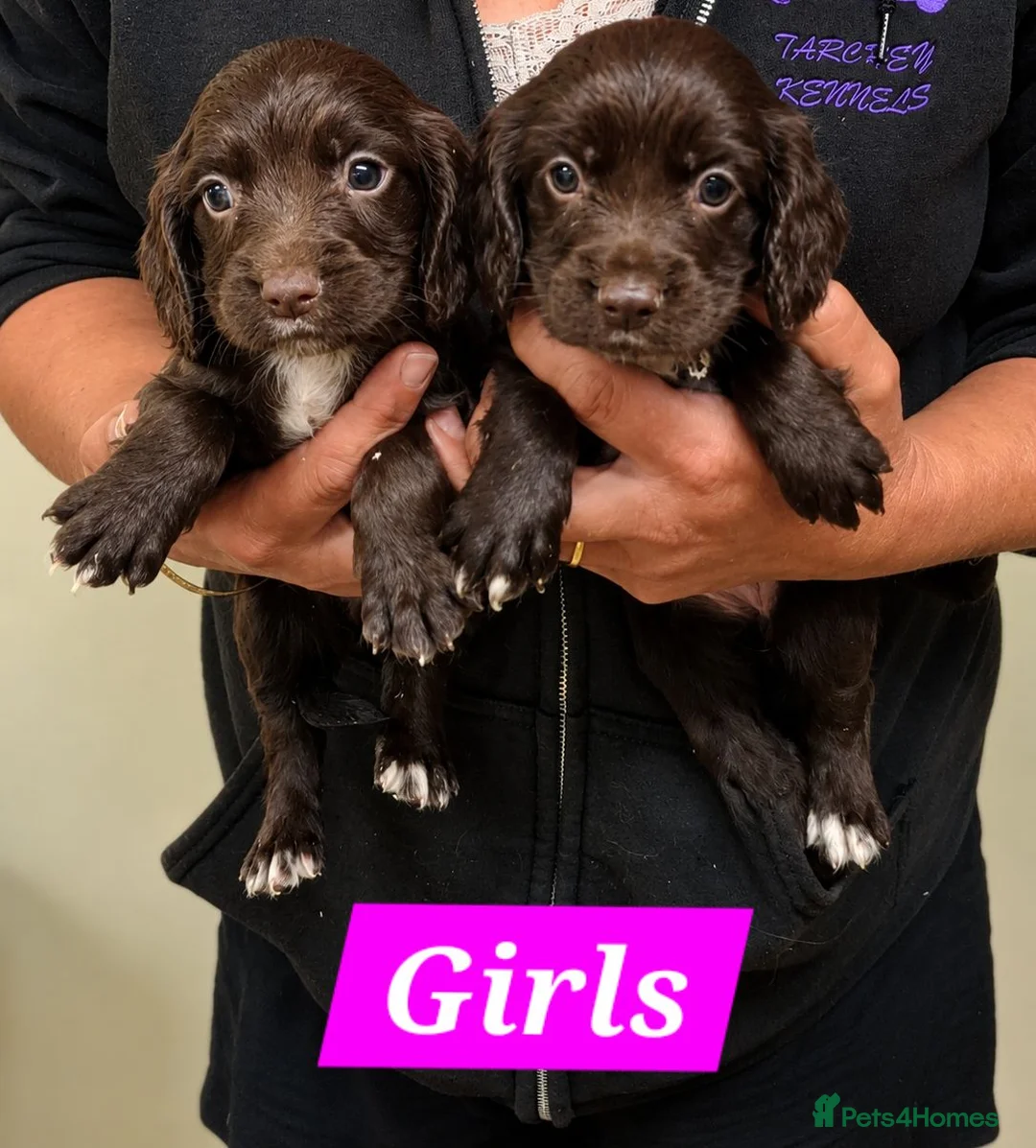 Sprocker dogs for sale: Beautiful Sprocker Spaniel Puppies - Advert 2