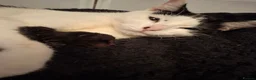 Mixed Breed cats for sale: 4 gorgeous kittens looking for their forever homes - Advert 1