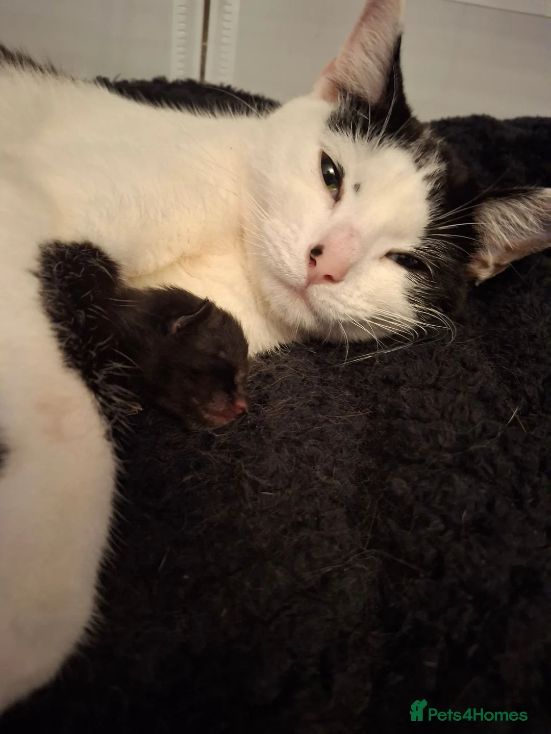 Mixed Breed cats for sale: 4 gorgeous kittens looking for their forever homes - Advert 1