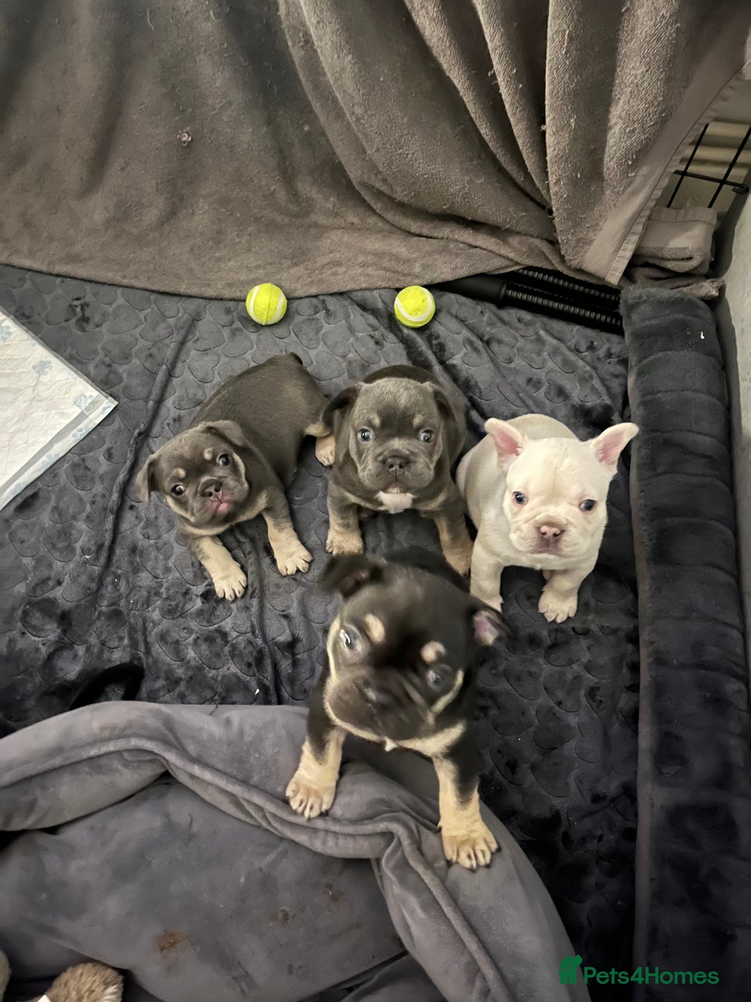 French Bulldog dogs for sale: London’s French Bulldog Puppies 🏴󠁧󠁢󠁥󠁮󠁧󠁿 - Advert 3