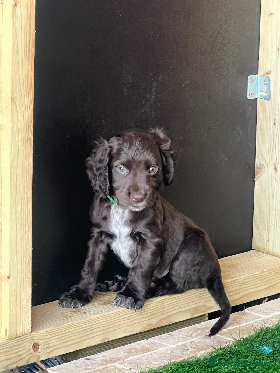 Cocker Spaniel dogs for sale: 🐾 Gorgeous working Cocker Spaniel puppies 🐶  - Image 8