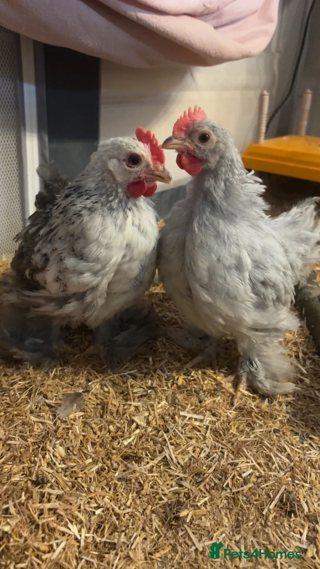 Chickens poultry for sale: Two Beautiful Pekin Chicks in Accrington - Advert 1