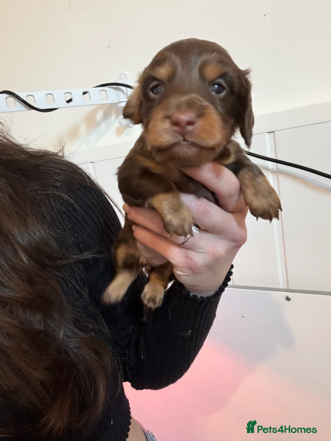Dachshund dogs for sale: LONGHAIRED MINIATURE DACHSHUND KC REG PRA CLEAR - Advert 8