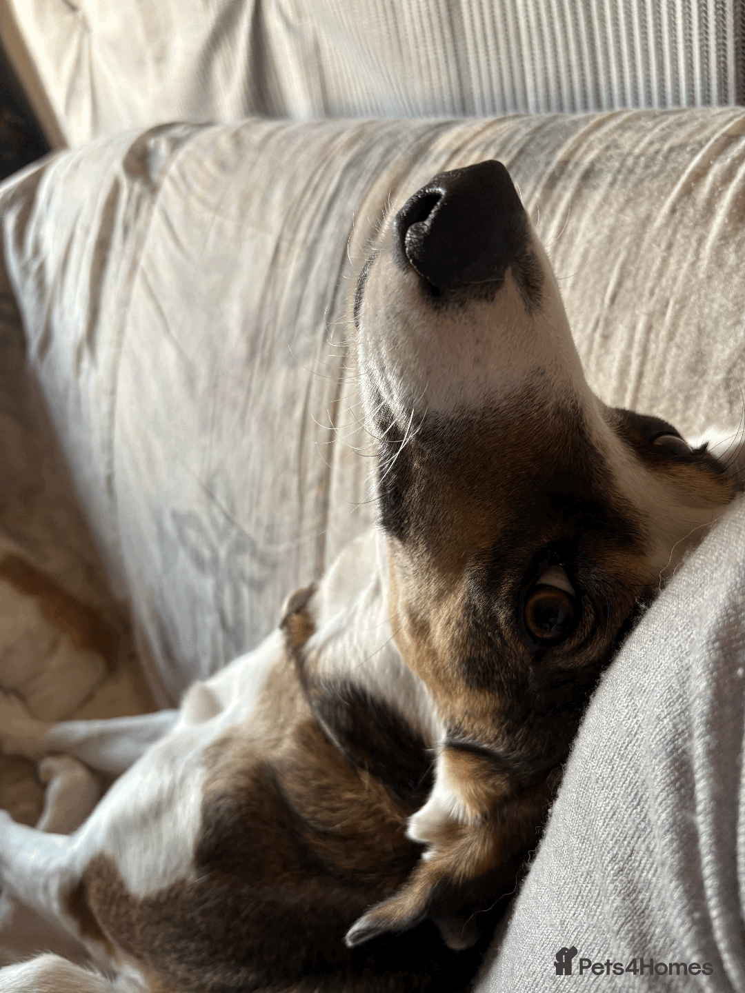 Mixed Breed dogs for sale: Sweet boy Hudson looking for his family  - Advert 5