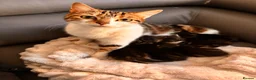 Mixed Breed cats for sale: Adorable, curious tabbies looking for loving homes in London - Advert 1
