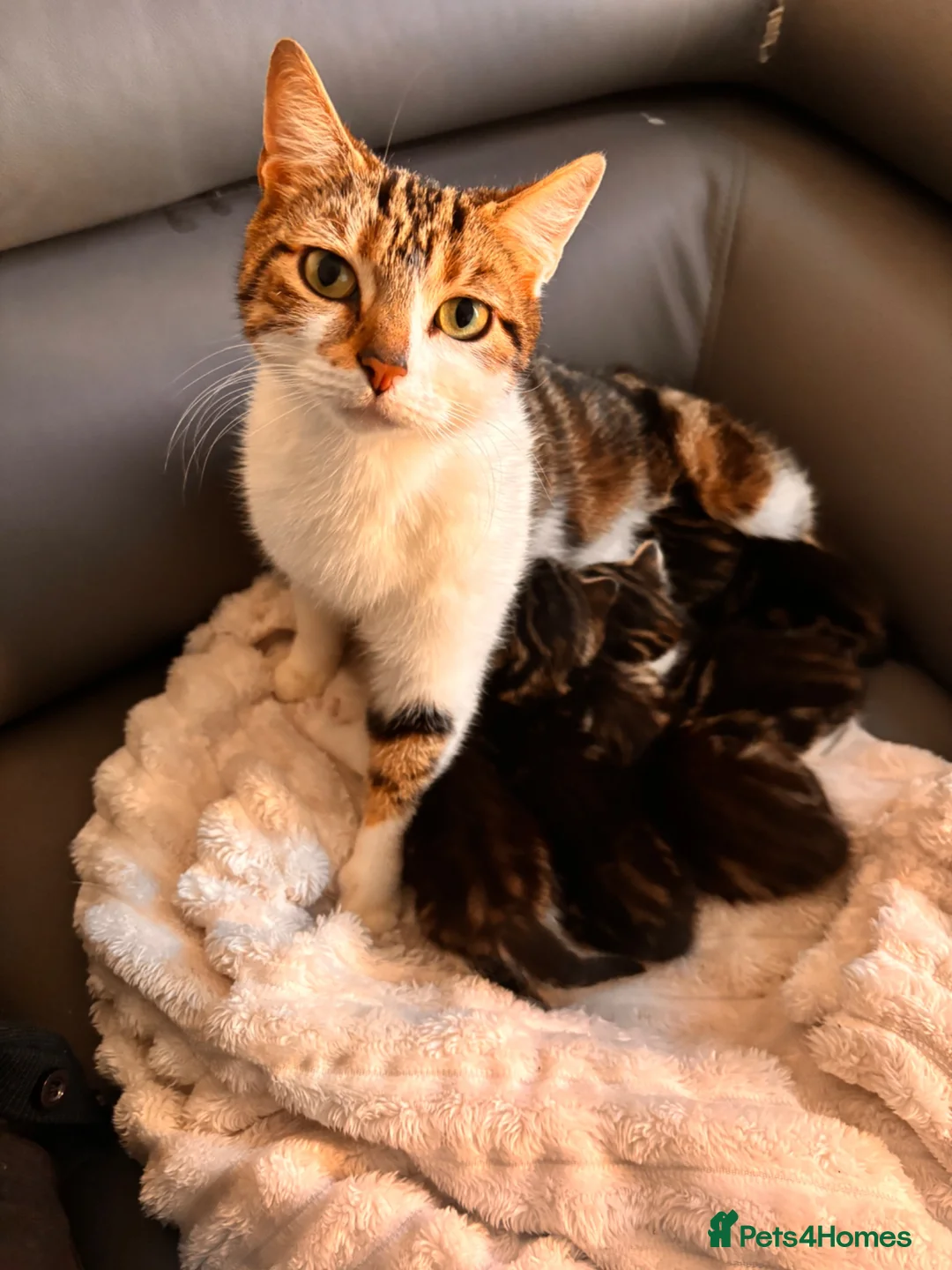 Mixed Breed cats for sale: Adorable, curious tabbies looking for loving homes in London - Advert 1