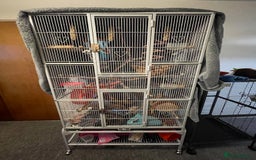 Sugar Glider rodents for sale: Male Sugar Gliders approx a year old  - Image 2