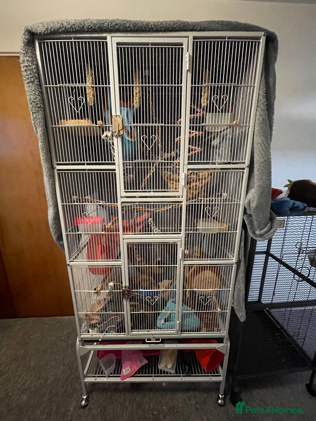 Sugar Glider rodents for sale: Male Sugar Gliders approx a year old  - Image 2