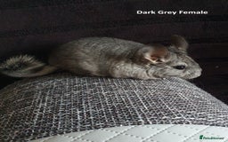 Chinchilla rodents for sale: Chinchillas - 10 weeks old - Advert 4