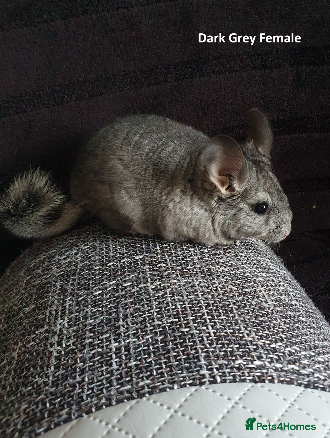 Chinchilla rodents for sale: Chinchillas - 10 weeks old - Advert 4