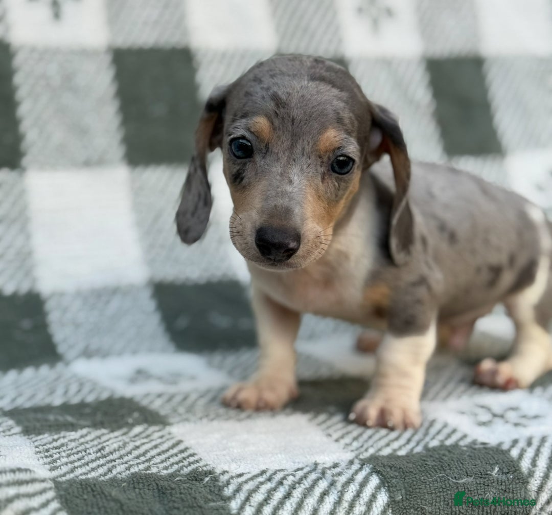 Miniature Dachshund dogs for sale: KC Reg Miniature Dachshund Puppies  - Image 11