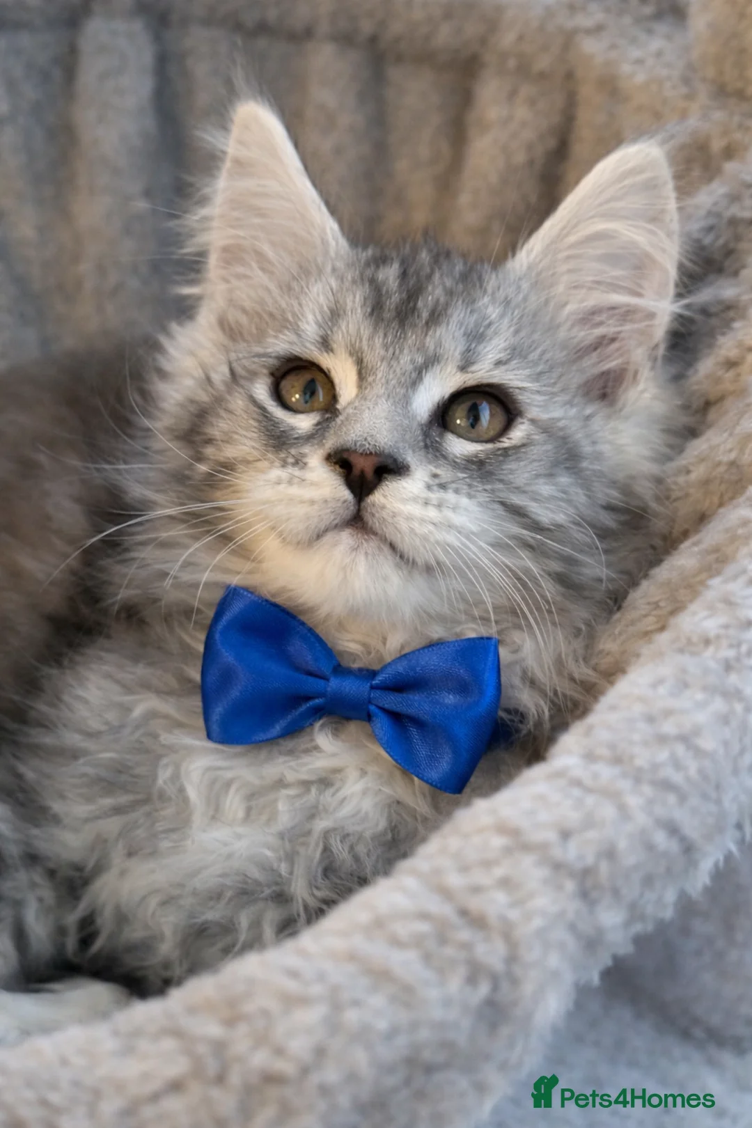 Maine Coon cats for sale: Champion blood line kittens  - Advert 9