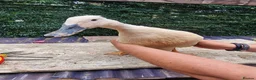 Mixed Breed poultry for sale: Stunning variety of hens cocks and drakes  - Advert 11