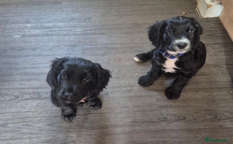 Cocker Spaniel dogs - Advert 2
