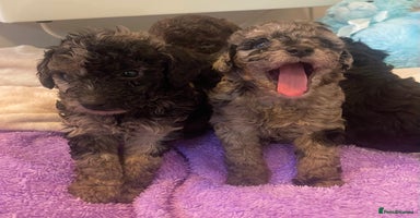 Miniature Poodle dogs - Advert 10