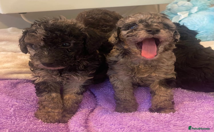 Miniature Poodle dogs - Advert 1