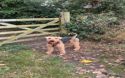 Airedale Terrier dogs for stud: (PROVEN STUD) Samcajo Gandalf the Wise in Durham - Image 4