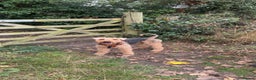 Airedale Terrier dogs for stud: (PROVEN STUD) Samcajo Gandalf the Wise in Durham - Advert 4