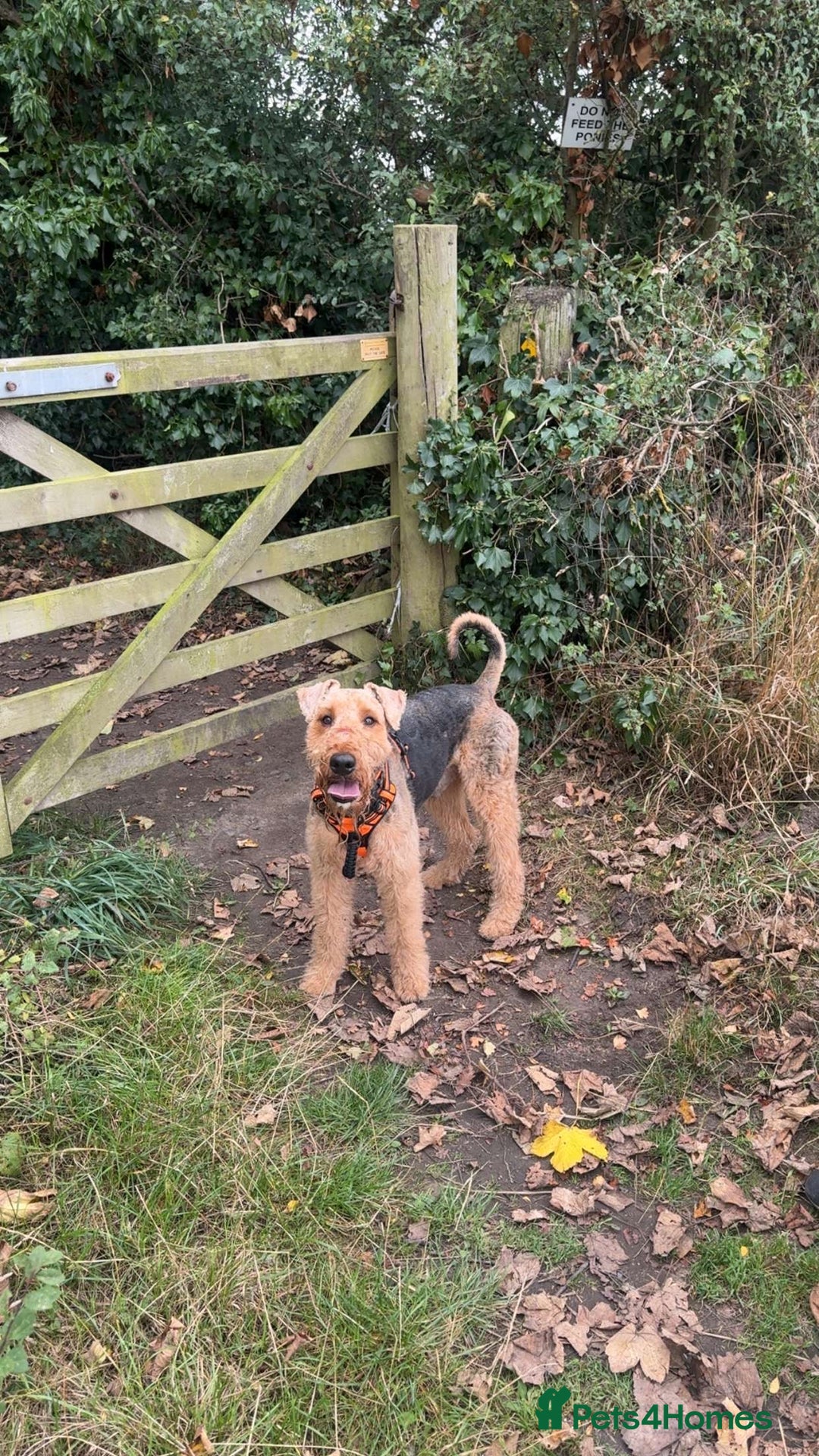 Airedale Terrier dogs for stud: (PROVEN STUD) Samcajo Gandalf the Wise in Durham - Image 4