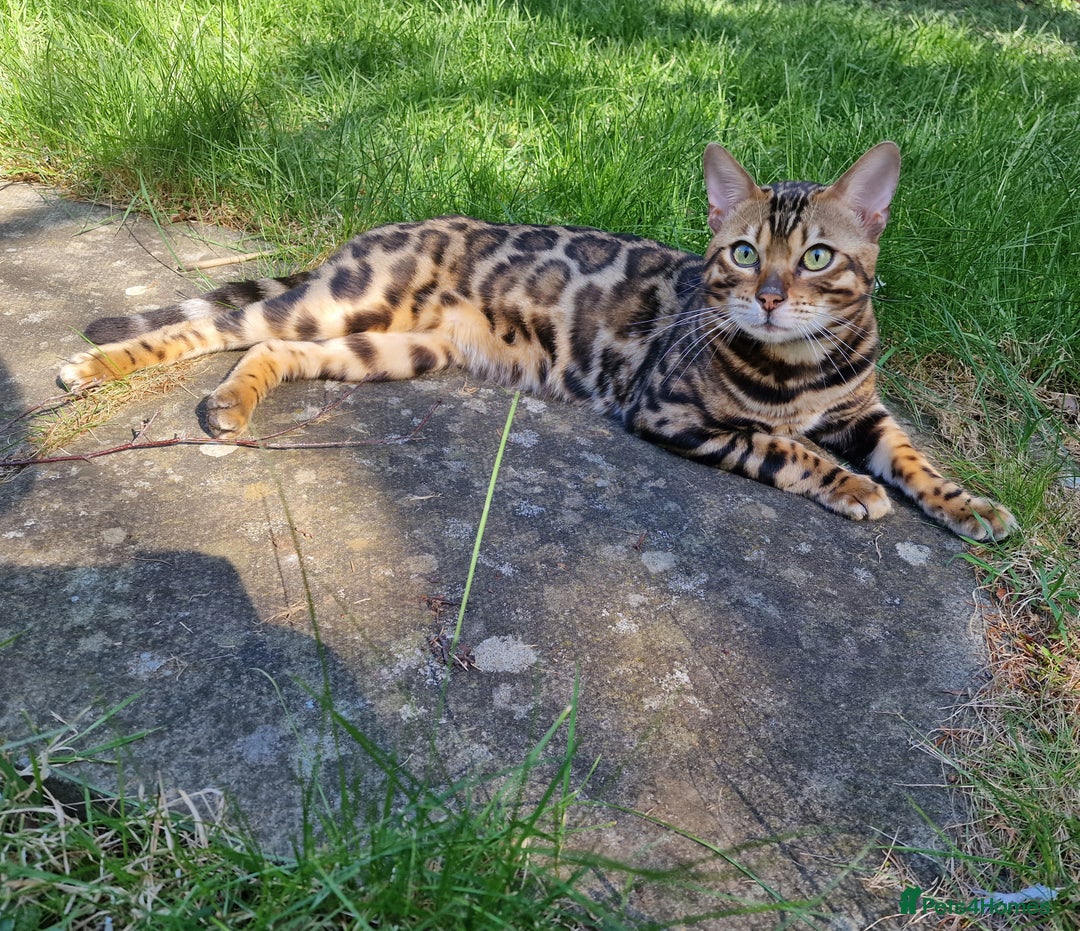 Bengal cats for stud: Bengal cat for stud, Fabio. in Peterborough - Image 14