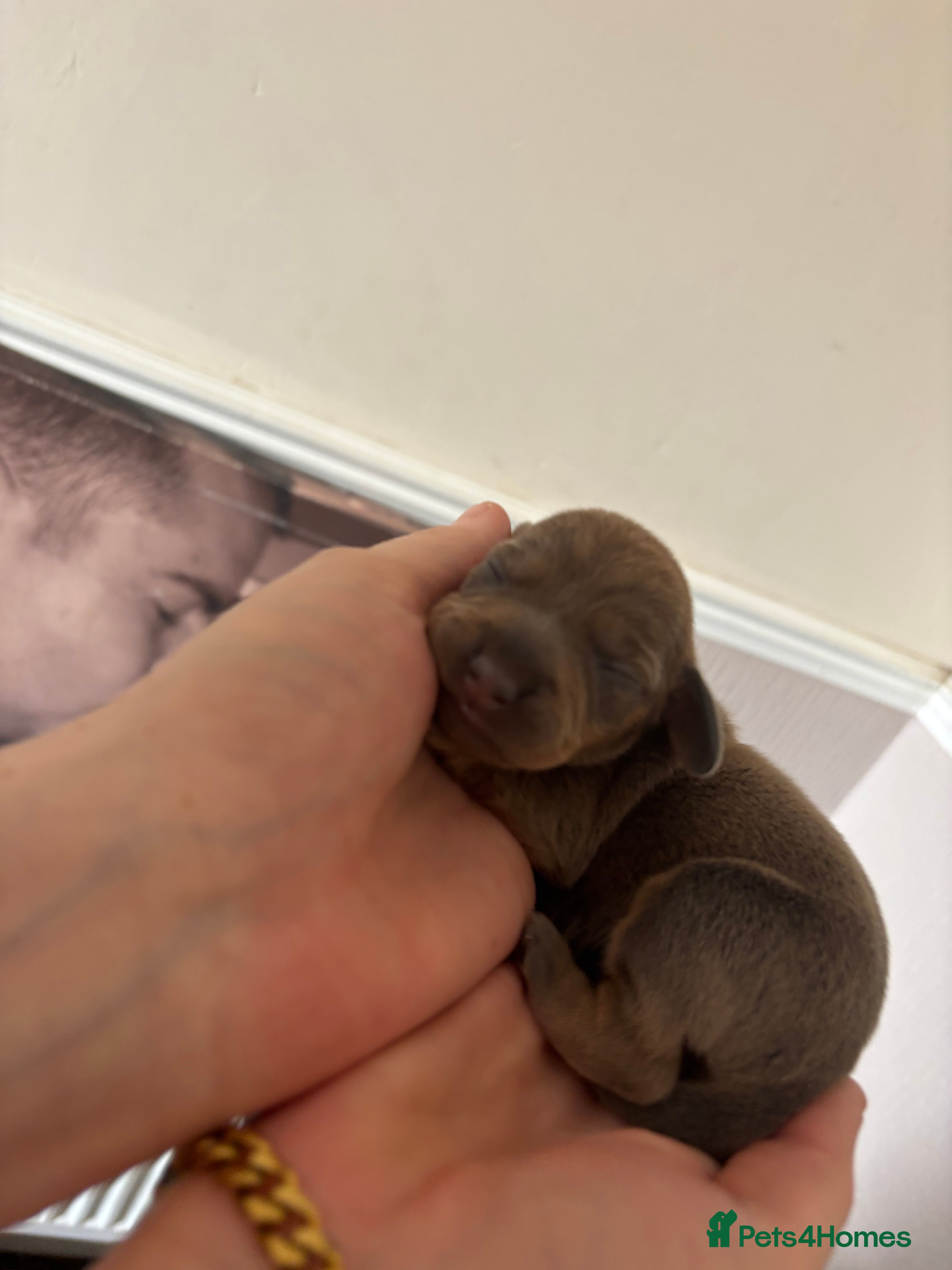 Dachshund dogs Beautiful dacshund puppies for sale - Advert 14