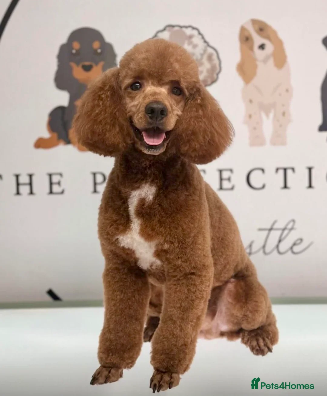 Labradoodle dogs for sale: Labradoodles ready to leave now!!  - Advert 2