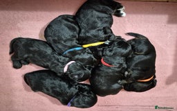 Mixed Breed dogs for sale: Poogle puppies for sale - Image 2