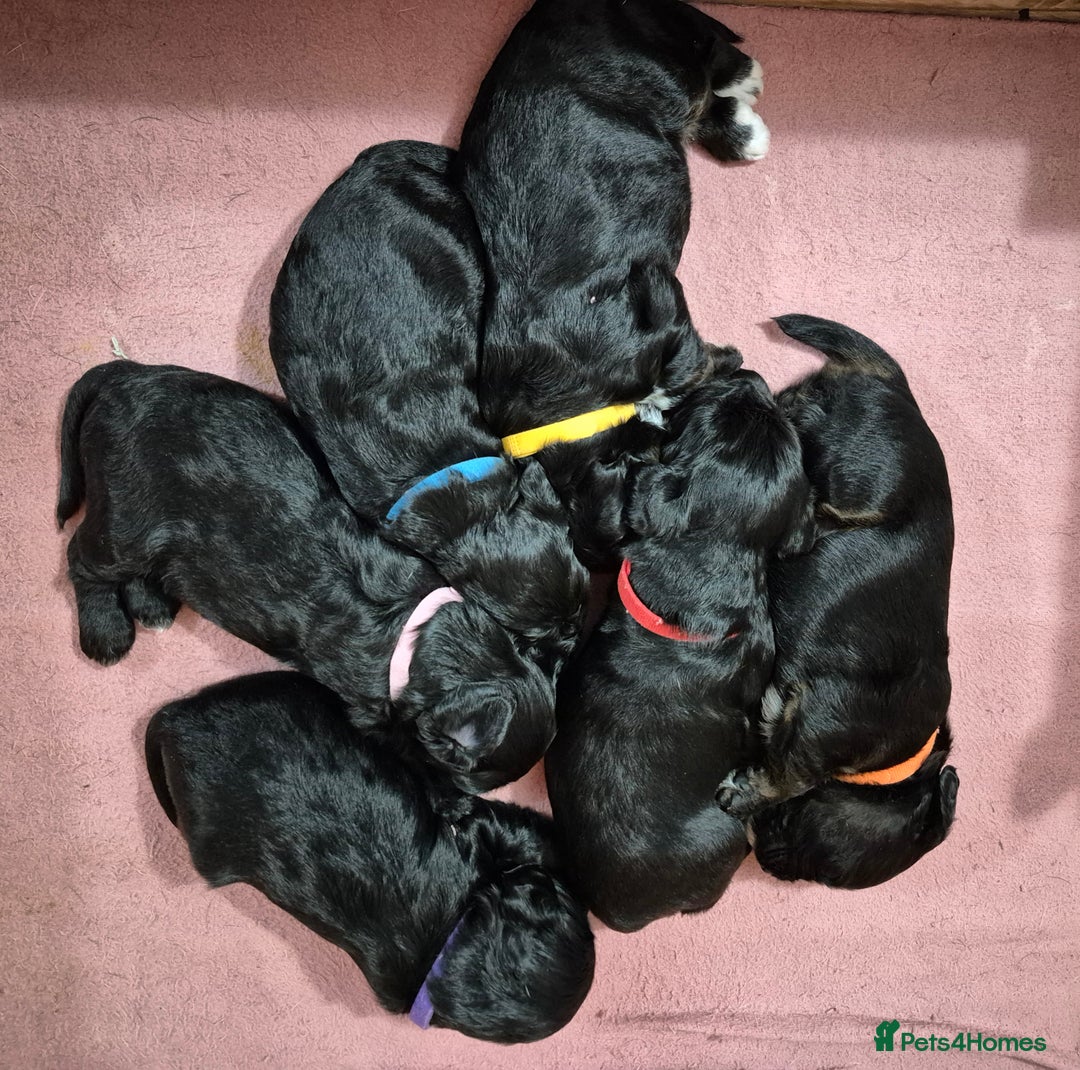 Mixed Breed dogs for sale: Poogle puppies for sale - Image 2