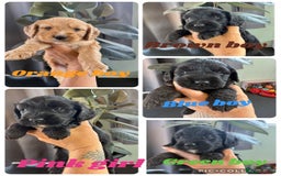 Cockapoo dogs for sale: Cockapoo  - Image 1