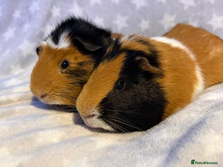 Guinea Pig rodents Guinea pig’s (pair of boys & girls available) - Advert 15
