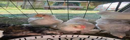 Chickens poultry for sale: Pekin bantam cockerels in Plymouth - Advert 2