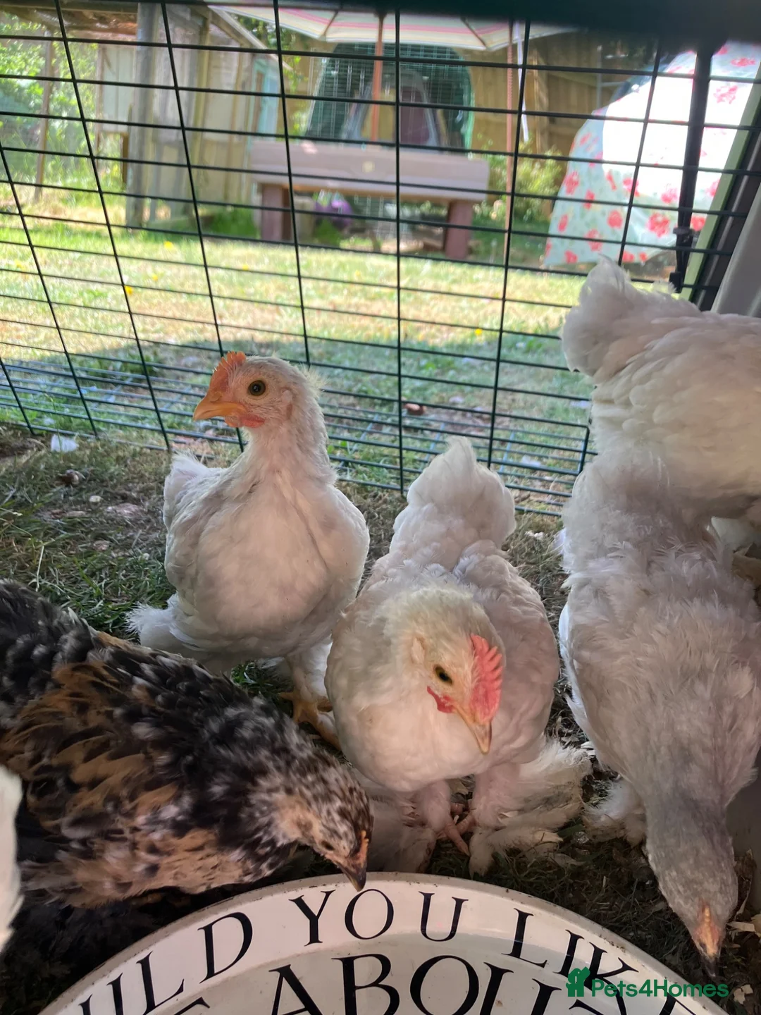 Chickens poultry for sale: Pekin bantam cockerels in Plymouth - Advert 2