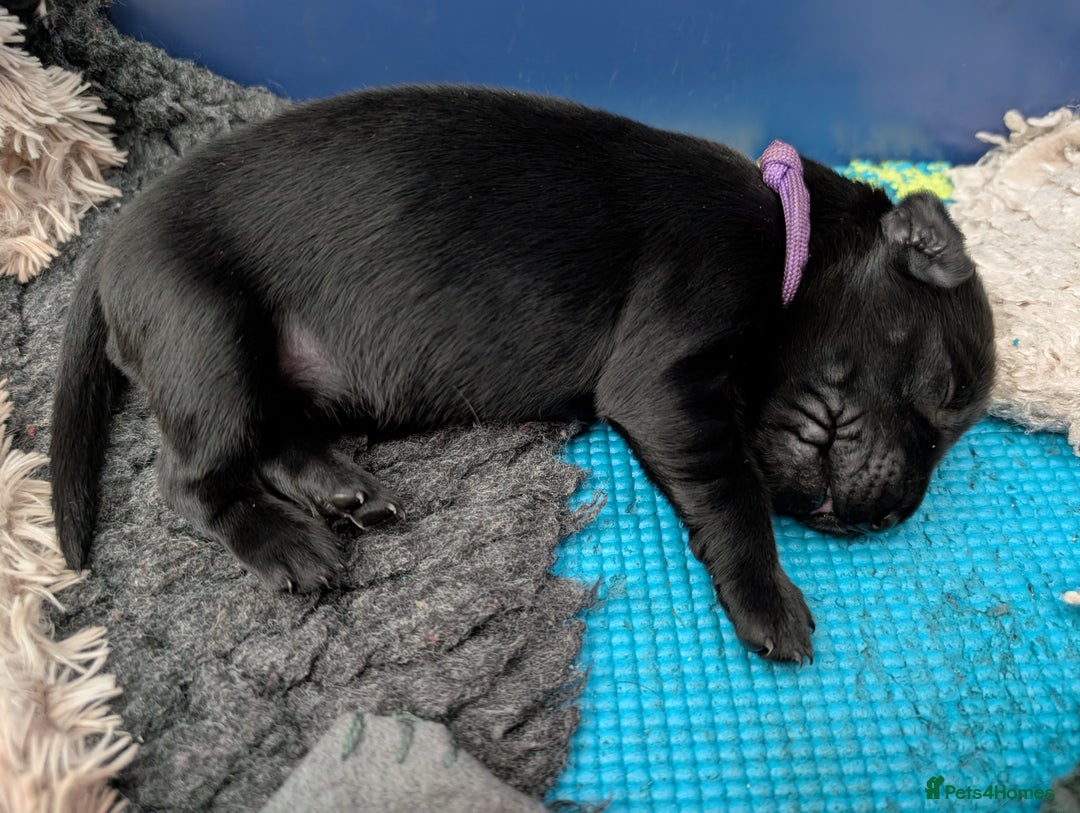 Flat coated Retriever dogs for sale: KC Flat Coated Retriever Puppies - Image 11