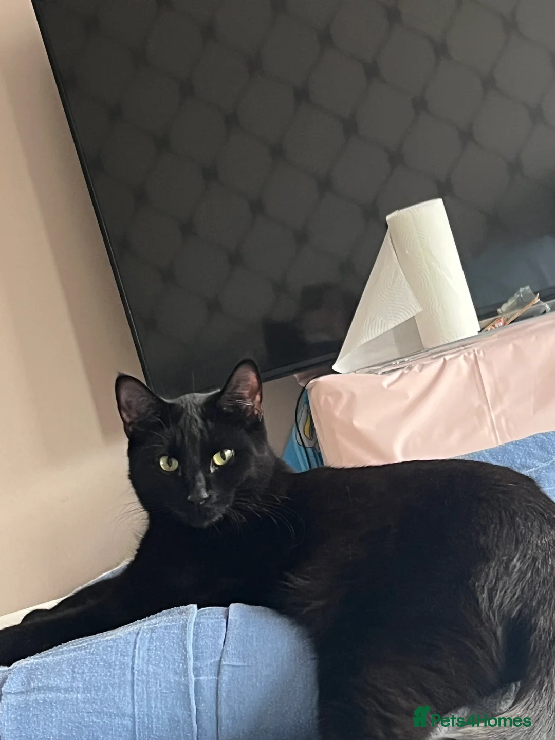 Mixed Breed cats for sale: A black cat - Advert 7