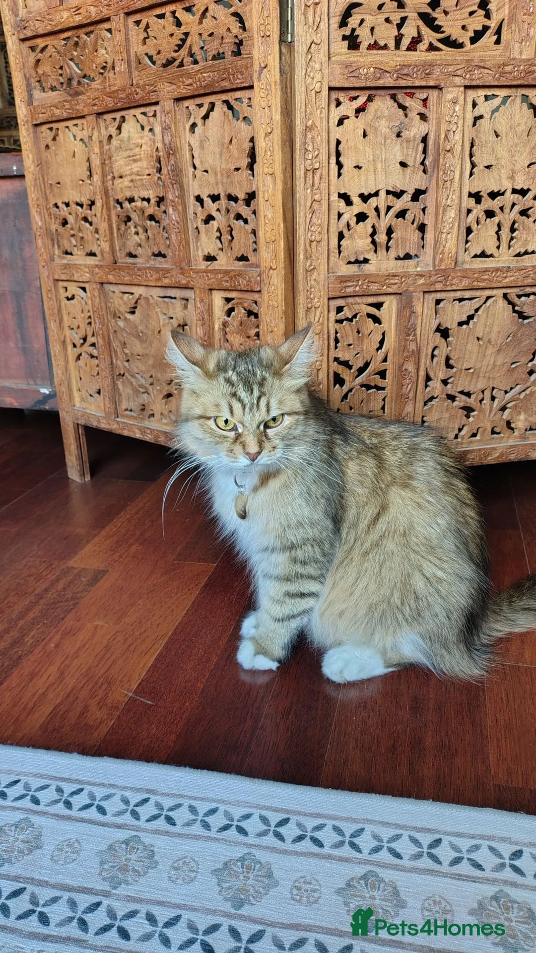 Siberian cats for sale: Cute mixed Siberian kittens in Dagenham - Advert 2