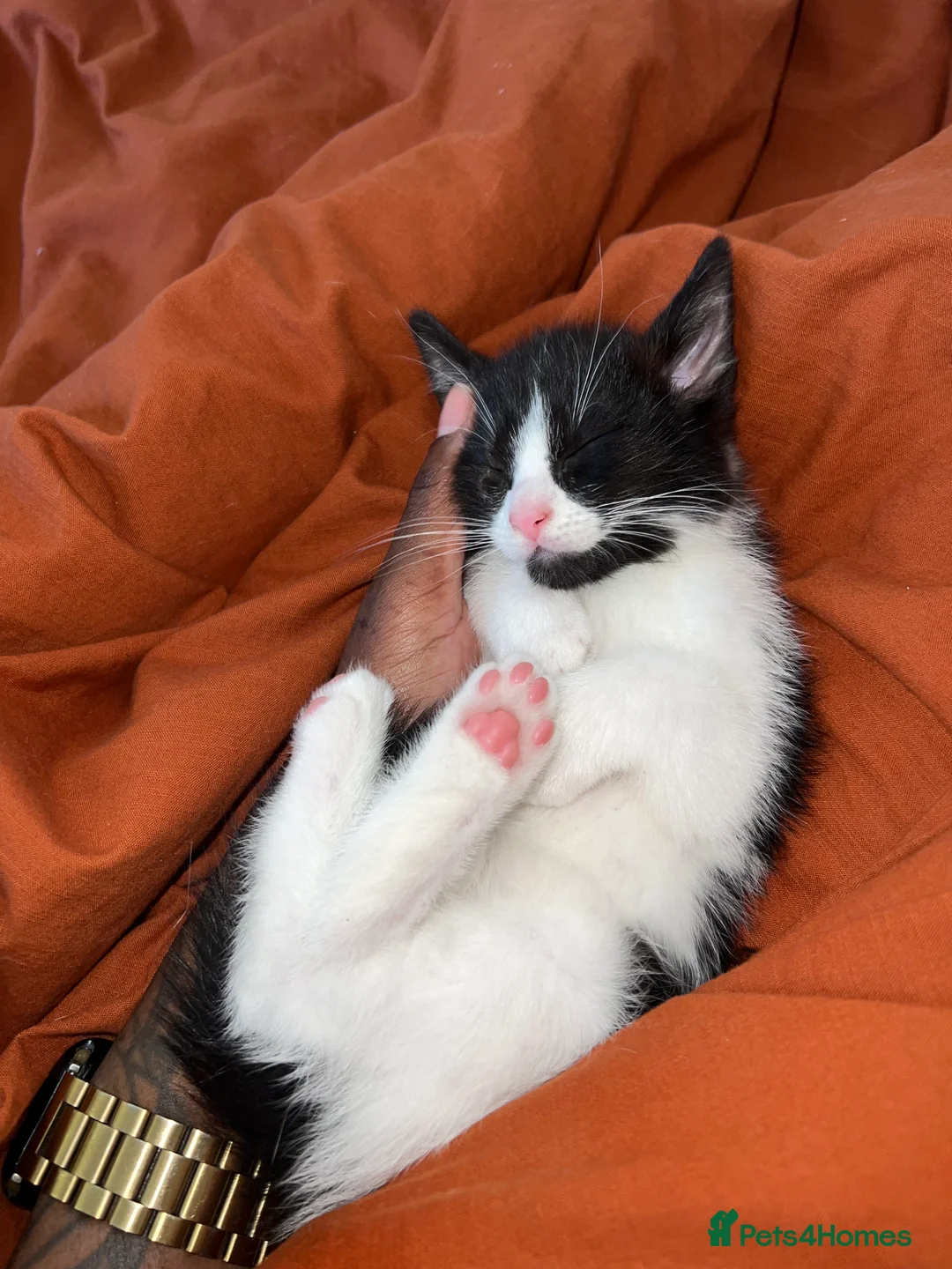 Ragdoll cats for sale: Mixed Russian blue and 1 ragdoll mix  in London - Advert 2