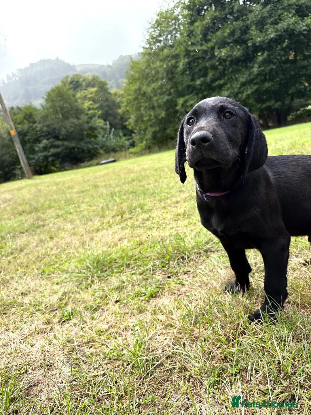 Labrador Retriever dogs for sale: FTCH Drakeshead Labrador boys  in Whiston - Advert 16