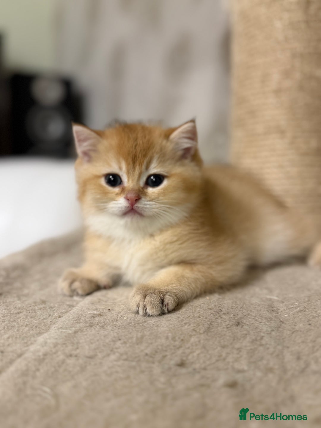 British Shorthair cats for sale: 🌟 Last two beautiful  Golden BSH girls 🌟 - Advert 33