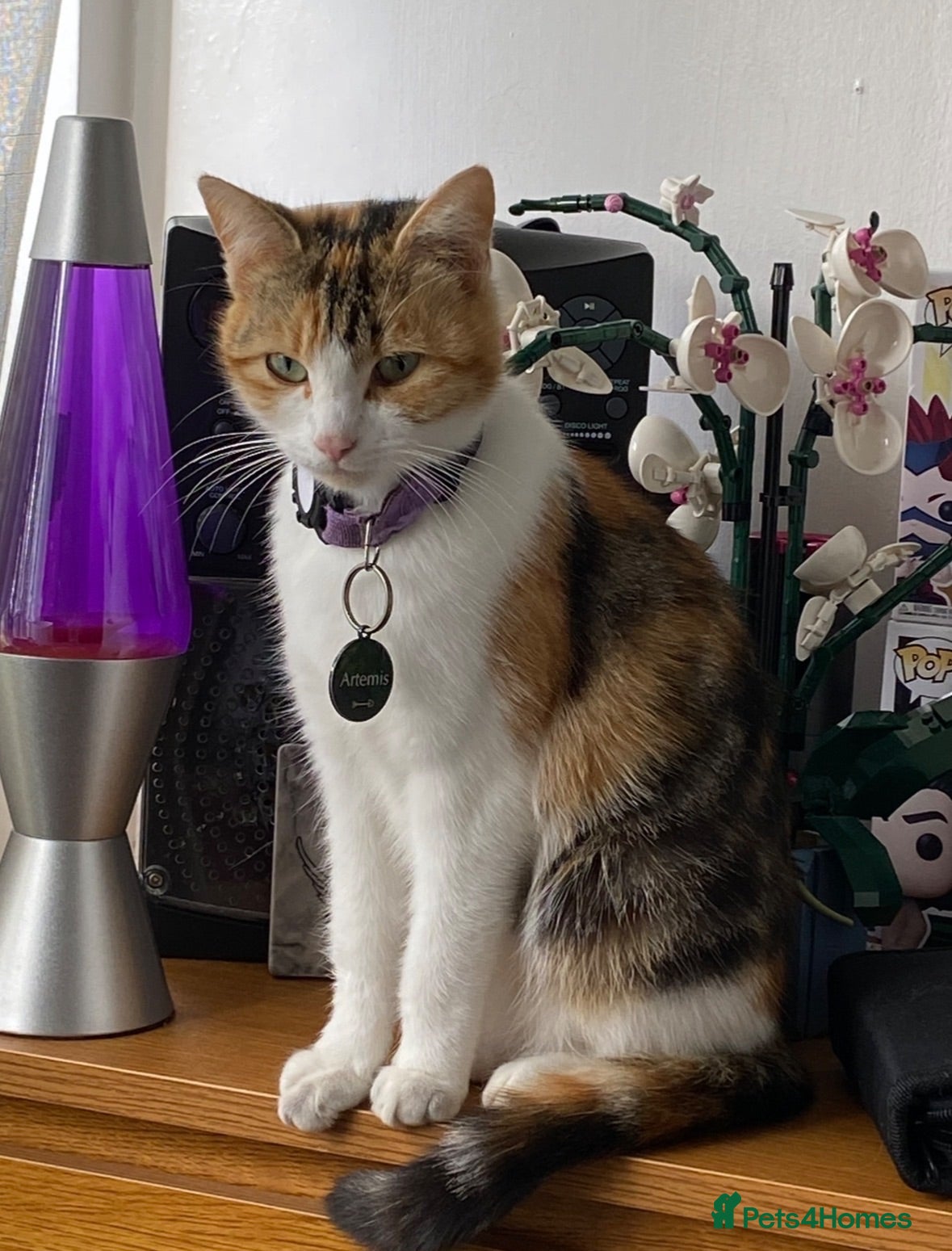 Mixed Breed cats 2 kittens for a loving home - Advert 1