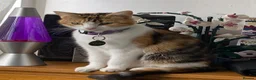 Mixed Breed cats for sale: 2 kittens for a loving home - Advert 8