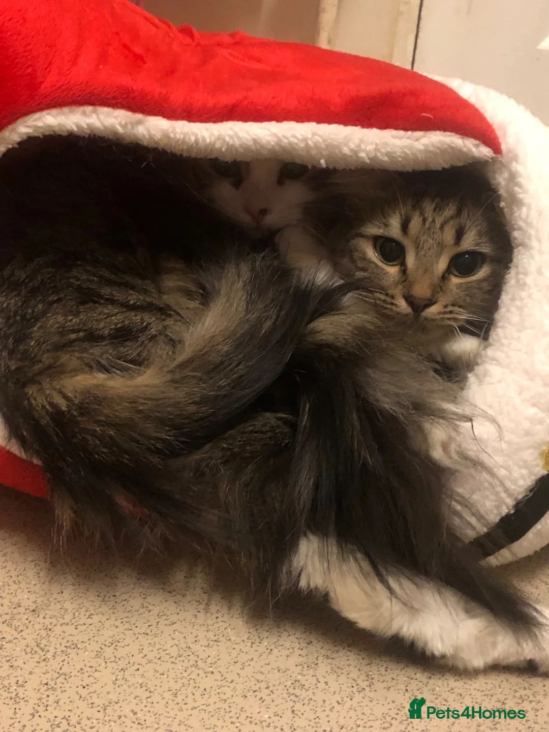 British Shorthair cats for sale: 2 girl cats  - Advert 8