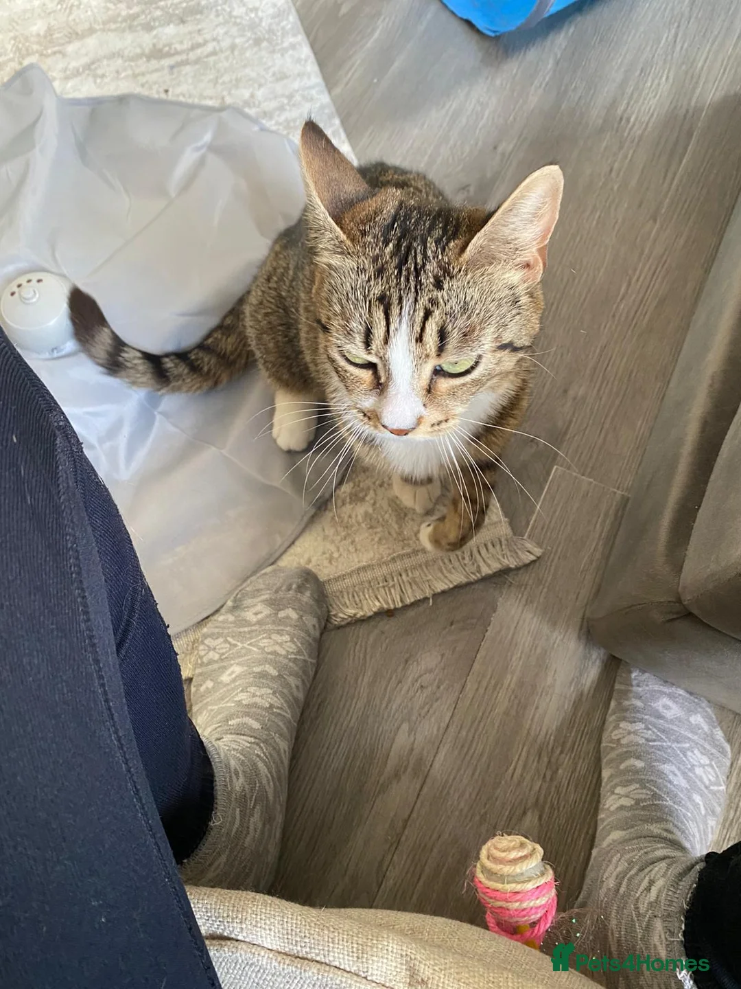 Domestic Shorthair cats for adoption: Sweet Candy needs a home  - Advert 2