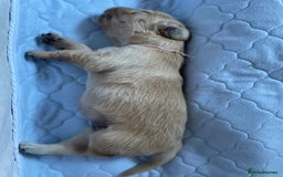 Golden Retriever dogs for sale: Golden Retriever Puppies – Family Raised - Image 19