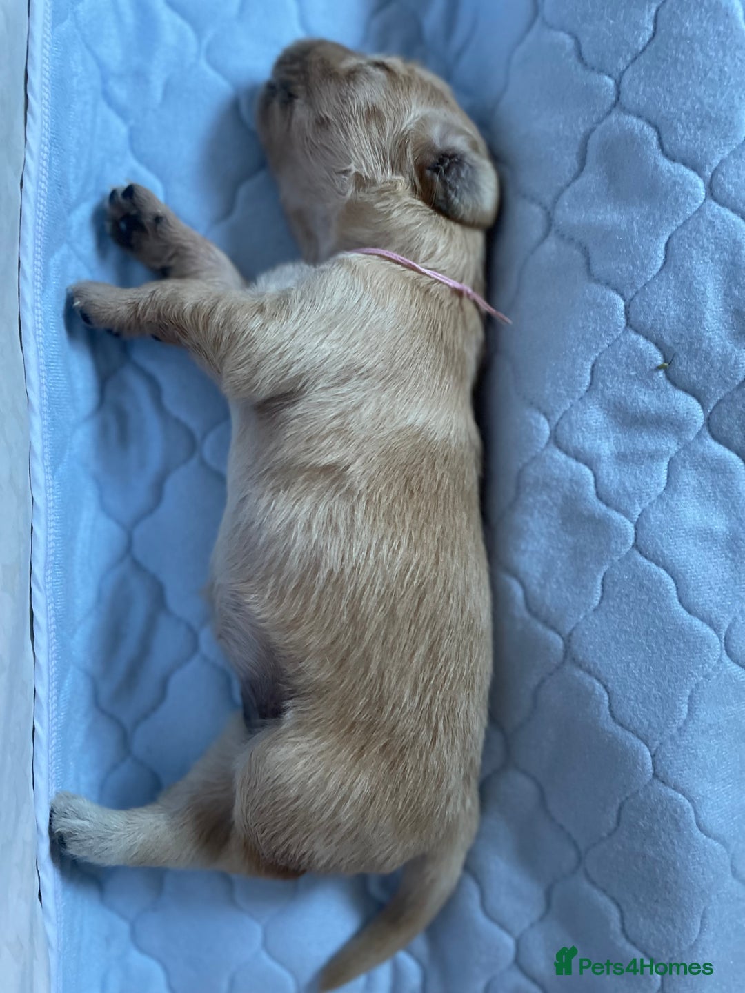 Golden Retriever dogs for sale: Golden Retriever Puppies – Family Raised - Image 19