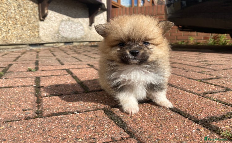 Pomeranian dogs - Advert 3