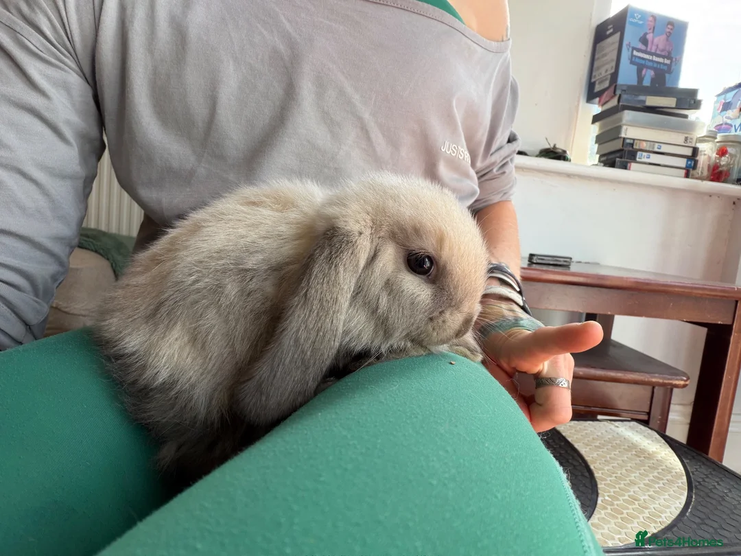 Mini Lop rabbits for sale: 2 Pure bred minilop rabbits for sale - Advert 6