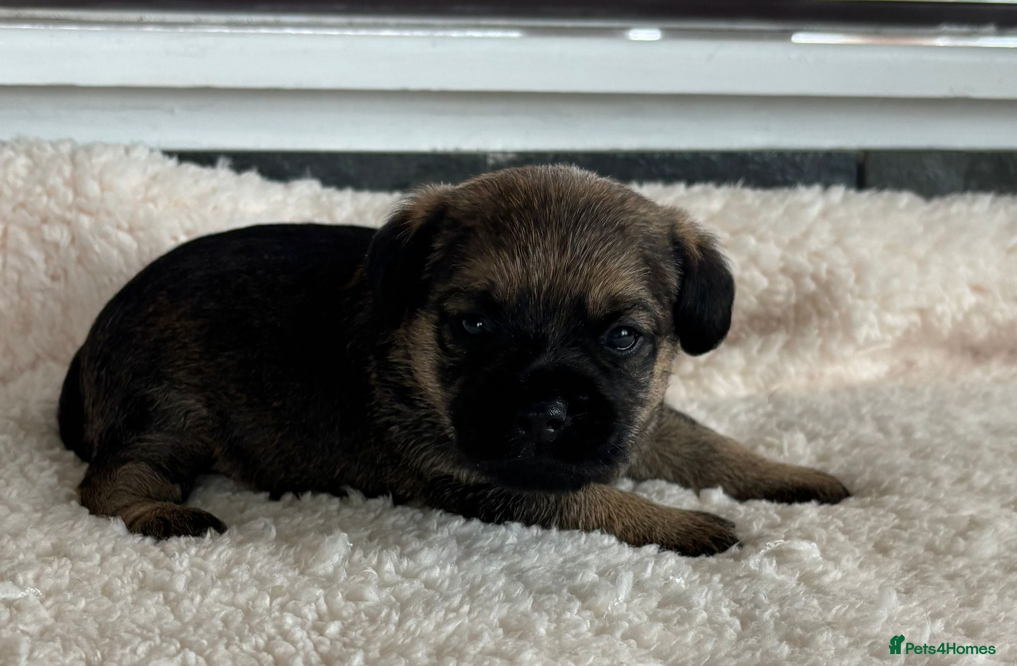 Border Terrier dogs for sale: Border terrier puppies  - Advert 5