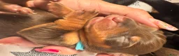 Miniature Dachshund dogs for sale: Miniature dachshund puppies - Advert 12