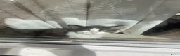 Domestic Shorthair cats for sale: Three tuxes up for grabs :) - Advert 17