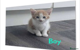 Mixed Breed cats for sale: Beautiful mixed breed ready to leave now x  - Image 4